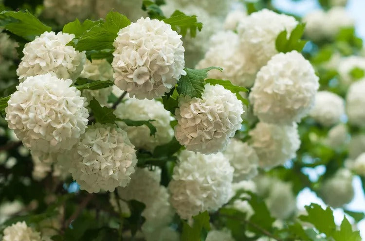 Viburnum macrocephalum Chinese Snowball Viburnum