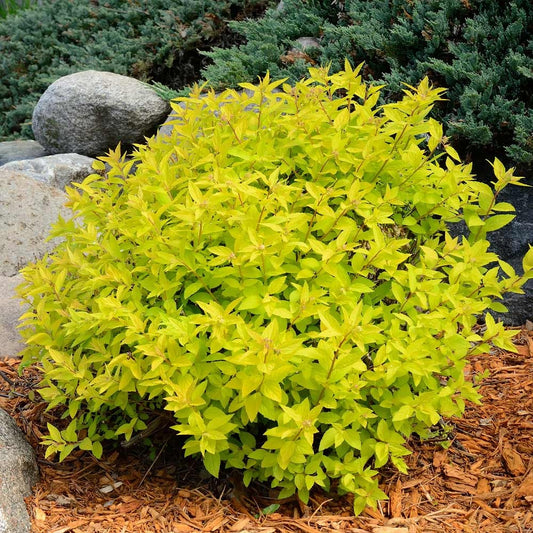 Spiraea japonica 'Gold Mound' Gold Mound Spirea 3g