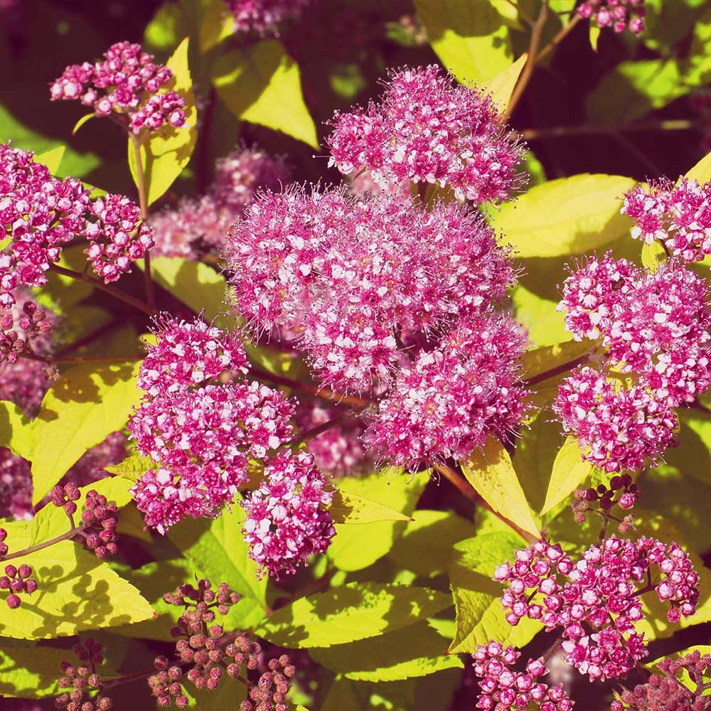Spiraea japonica 'Gold Mound' Gold Mound Spirea 3g