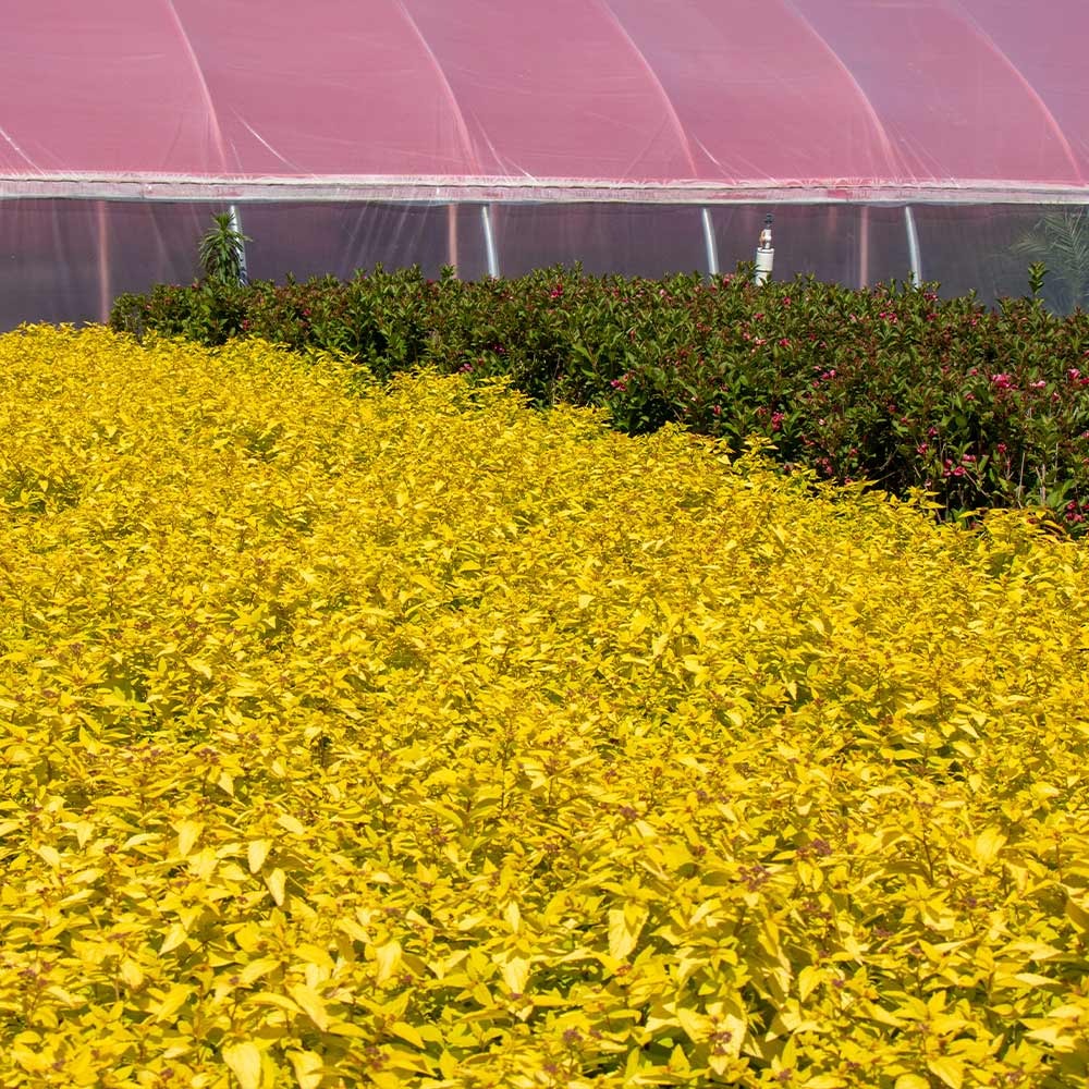 Spiraea japonica 'Gold Mound' Gold Mound Spirea 3g