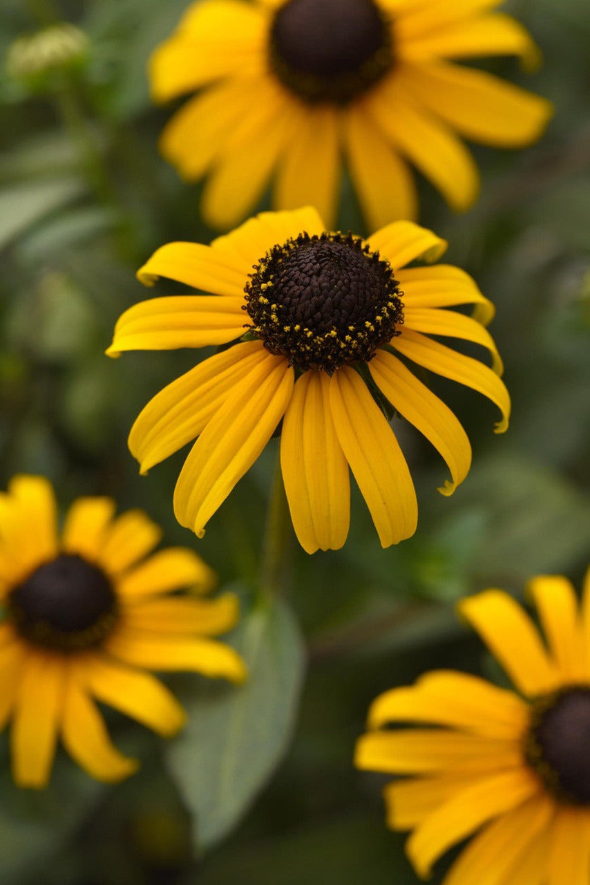 Rudbeckia fulgida var. 'Gold Blitz' Gold Blitz Black-Eyed Susan 1g