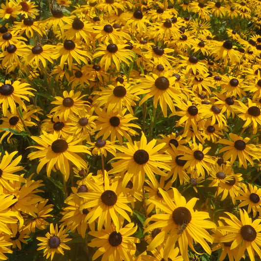 Rudbeckia fulgida var. 'Gold Blitz' Gold Blitz Black-Eyed Susan 1g