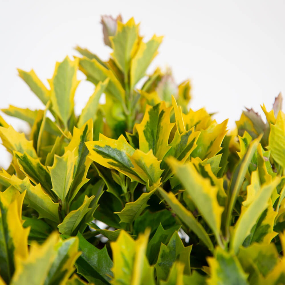 Ilex x 'Magden' PP30451 Golden Oakland® Holly 15g