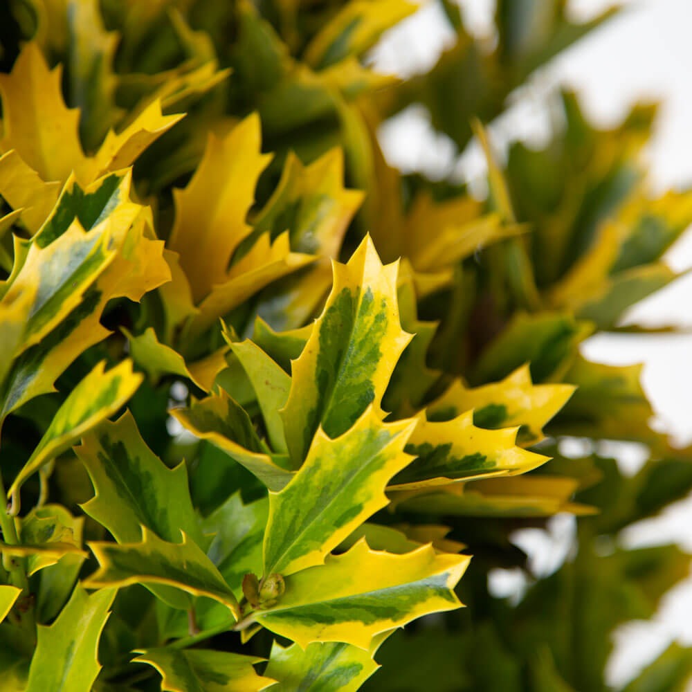 Ilex x 'Magden' PP30451 Golden Oakland® Holly 15g