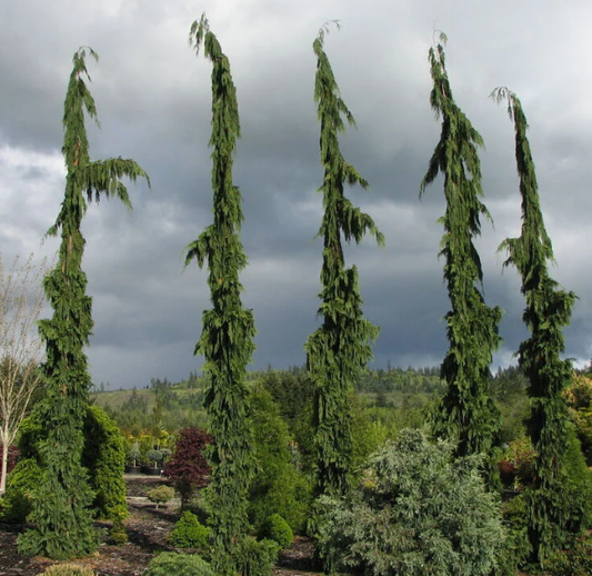 Chamaecyparis noot. 'Green Arrow' Green Arrow Alaskan Cedar