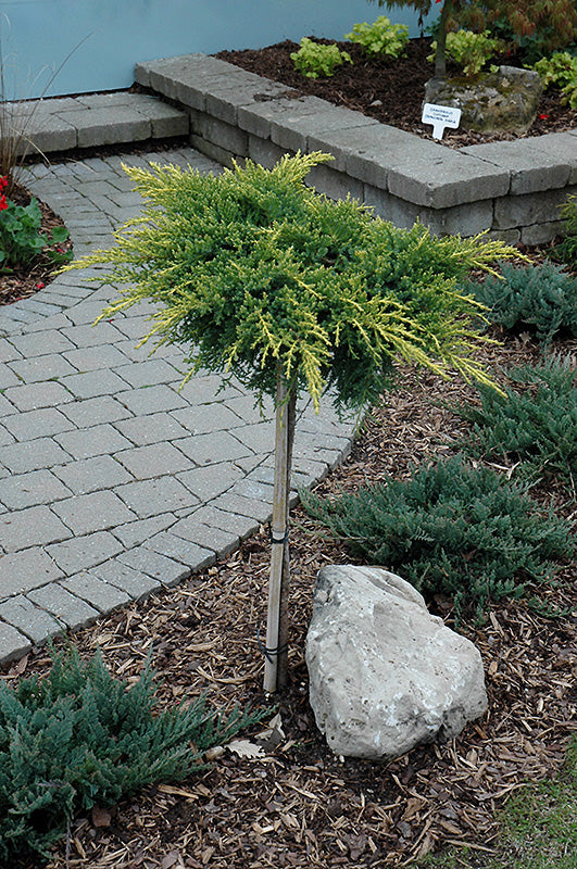 Juniperus chin x media 'Daub's Frosted' Daub's Frosted Juniper - TREE FORM 10g B&B