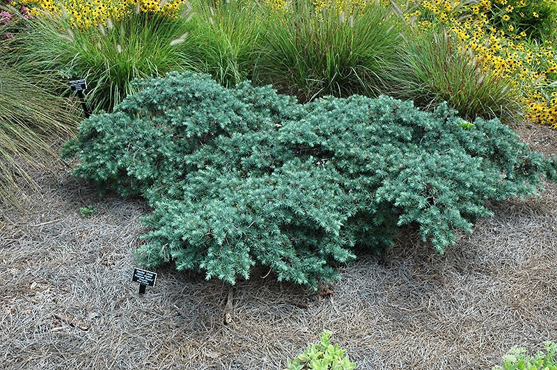 Cedrus deodara 'Prostrate Beauty' Prostrate Beauty Deodar Cedar 5 Gallon