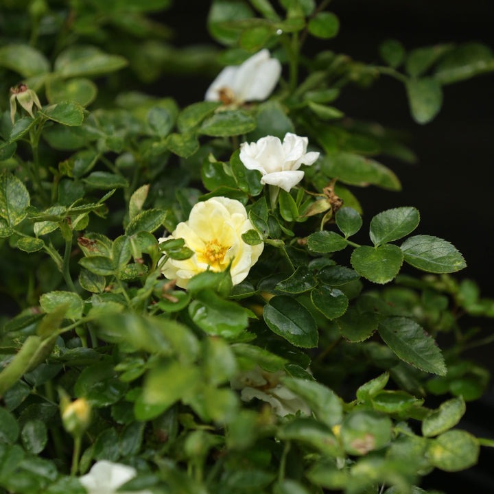 Rosa 'Novarospop' PP24773 Popcorn Drift® Rose 3g
