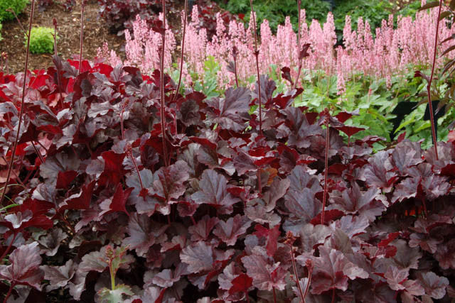 Heuchera x 'Obsidian' PP14836 Obsidian Coral Bells 1g