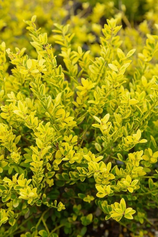 Ilex crenata 'Golden Hoogendorn' Golden Hoogendorn Japanese Holly 3g