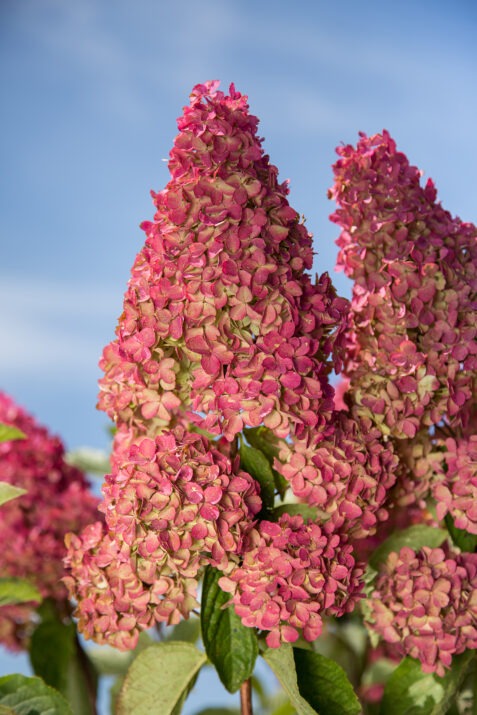 Hydrangea paniculata 'Renba' PP28509 Berry White® Hydrangea 3g