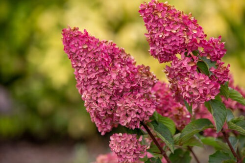 Hydrangea paniculata 'Renba' PP28509 Berry White® Hydrangea 3g