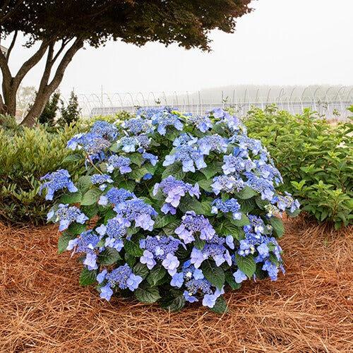 Hydrangea mac. ‘Bailmacsix” Endless Summer® Pop Star® Hydrangea 3g