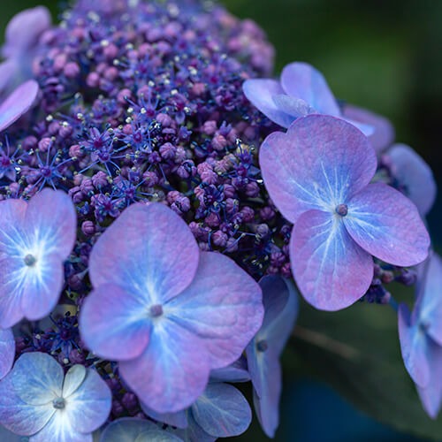 Hydrangea mac. ‘Bailmacsix” Endless Summer® Pop Star® Hydrangea 3g