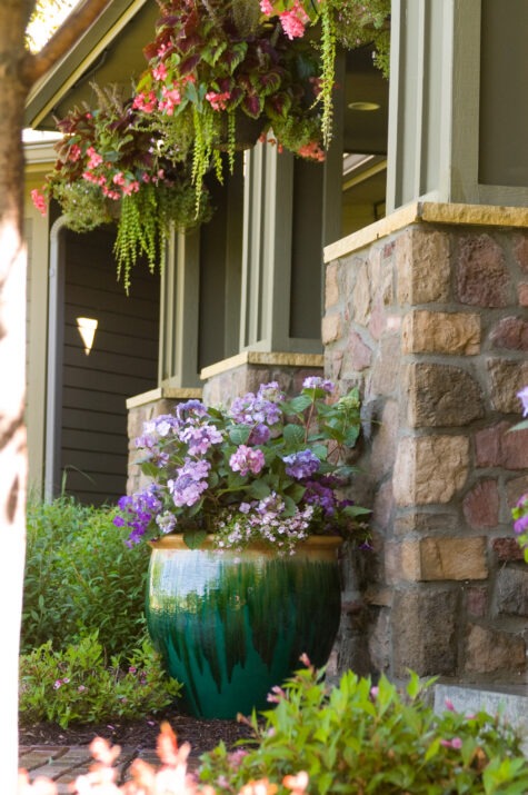 Hydrangea mac. 'PIIHM-I' PP20,176 Endless Summer® Twist-n-Shout® Hydrangea 3g