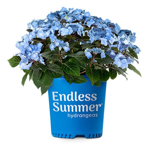 Hydrangea mac. ‘Bailmacsix” Endless Summer® Pop Star® Hydrangea 3g