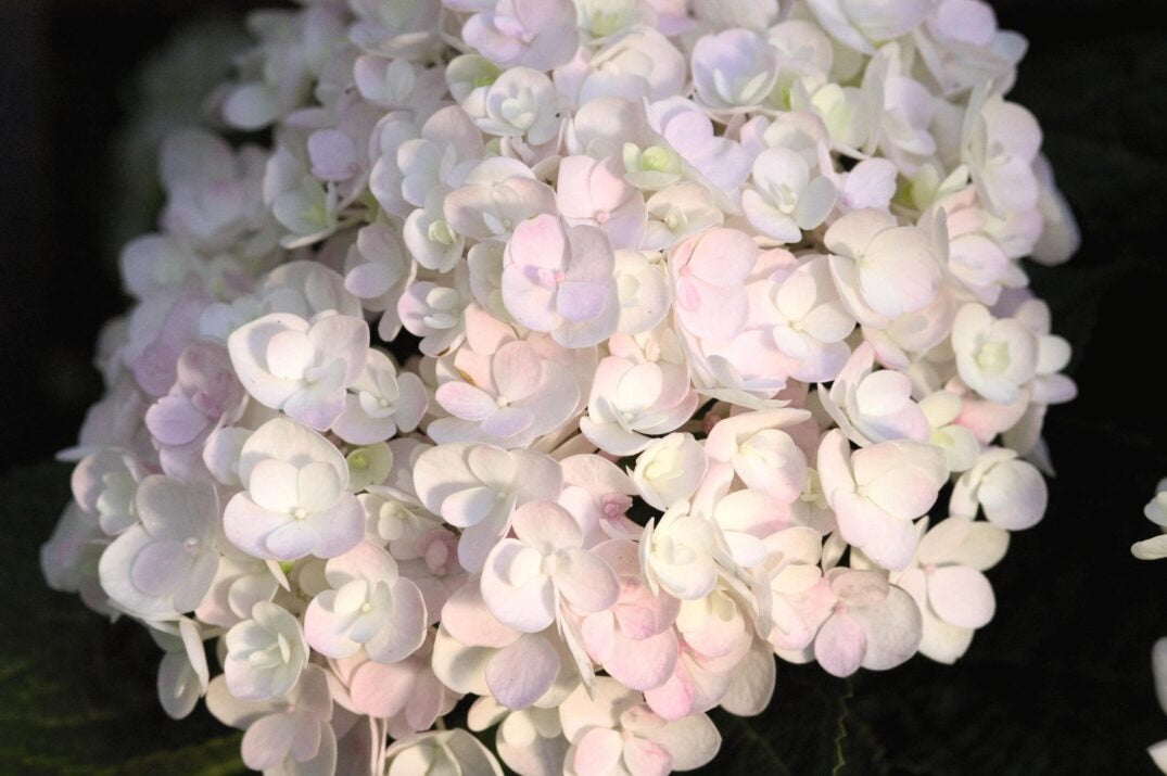 Hydrangea mac. 'Blushing Bride' PP17169 Blushing Bride Reblooming Hydrangea 3g