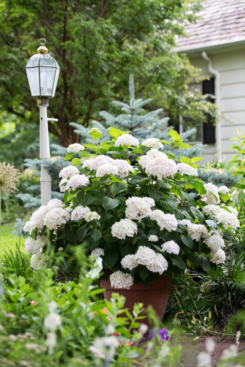 Hydrangea mac. 'Blushing Bride' PP17169 Blushing Bride Reblooming Hydrangea 3g
