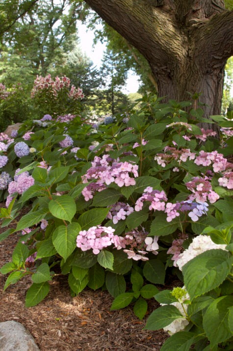 Hydrangea mac. 'PIIHM-I' PP20,176 Endless Summer® Twist-n-Shout® Hydrangea 3g