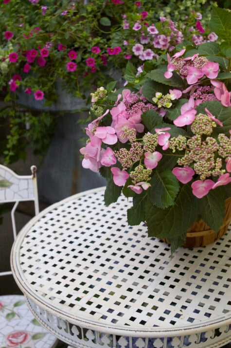 Hydrangea mac. 'PIIHM-I' PP20,176 Endless Summer® Twist-n-Shout® Hydrangea 3g
