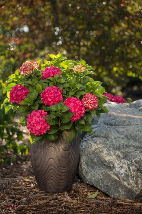 Hydrangea mac. 'Bailmacfive' PP30359 Endless Summer® Summer Crush® Hydrangea