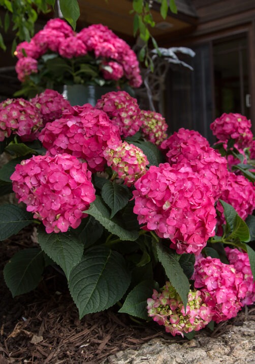 Hydrangea mac. 'Bailmacfive' PP30359 Endless Summer® Summer Crush® Hydrangea