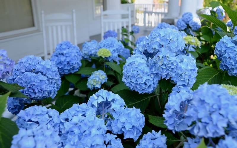 Hydrangea mac. 'Nikko Blue' Nikko Blue Hydrangea