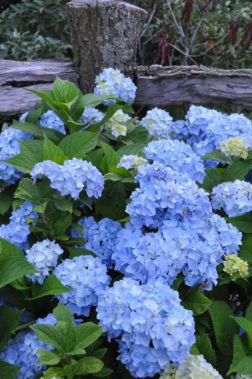 Hydrangea mac. 'Nikko Blue' Nikko Blue Hydrangea