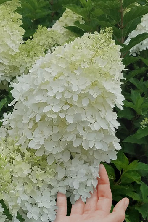 Hydrangea paniculata 'Phantom' Phantom Hydrangea Tree Form 15g TF