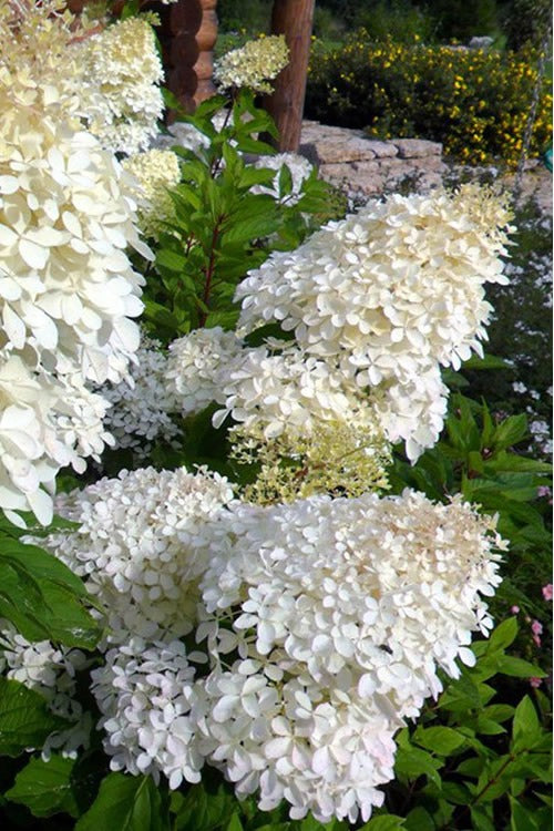 Hydrangea paniculata 'Phantom' Phantom Hydrangea Tree Form 15g TF
