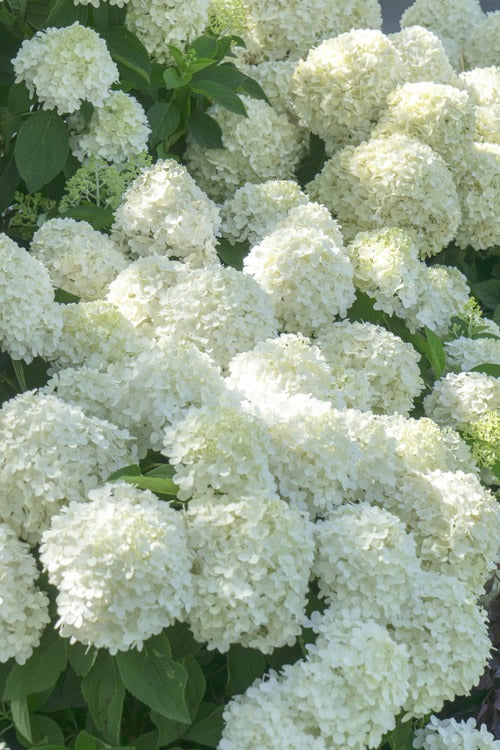 Hydrangea paniculata White Wedding White Wedding® Hydrangea 3g