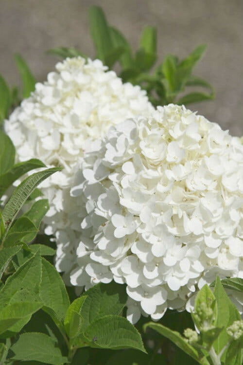 Hydrangea paniculata White Wedding White Wedding® Hydrangea 3g