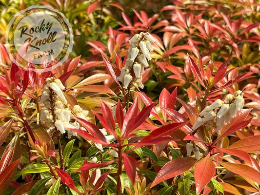 Pieris japonica 'Scarlet O'Hara' Scarlet O'Hara Japanese Pieris
