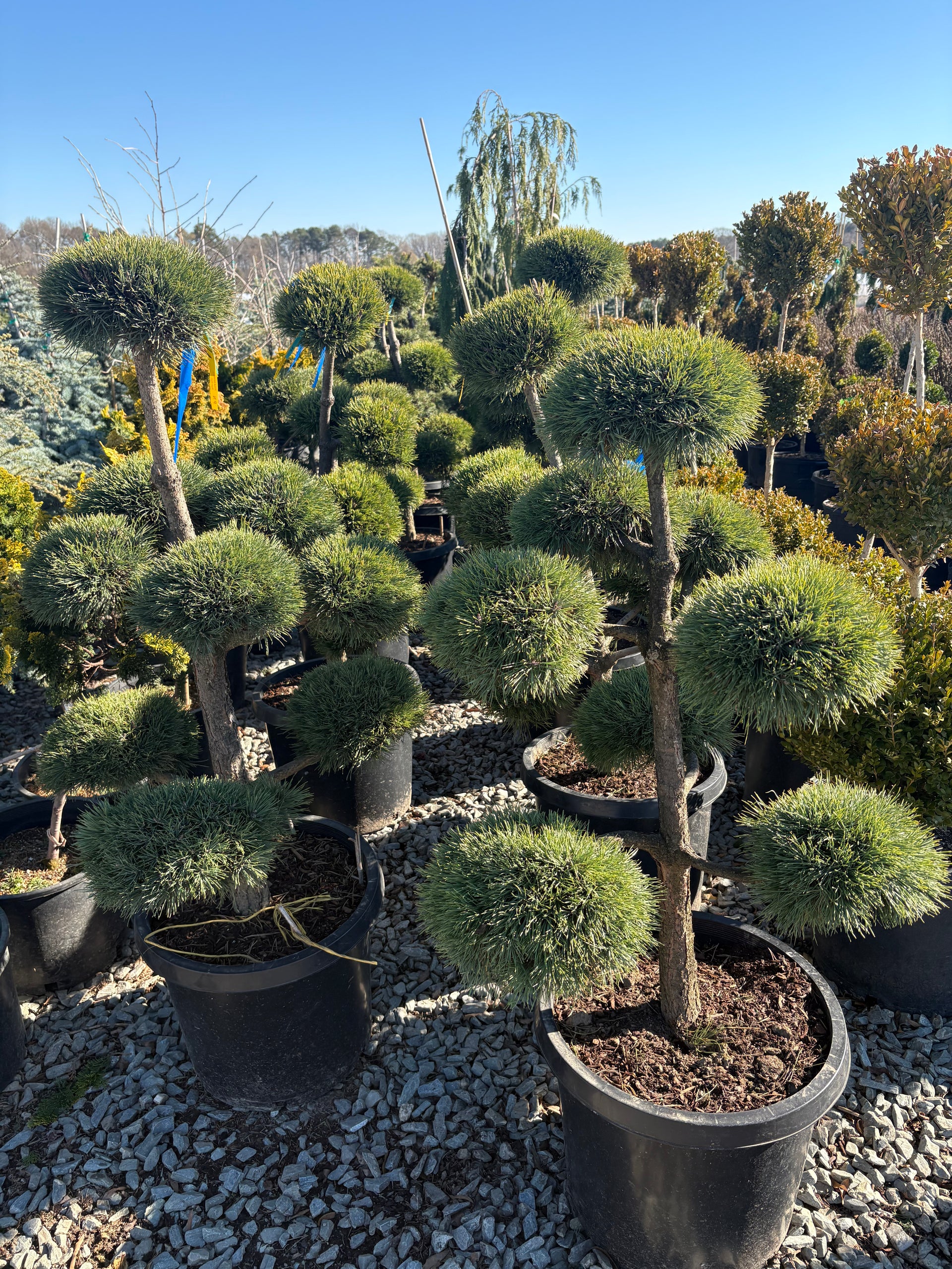 Pinus sylvestris Scotch Pine Scotch Pine Pom Pom 15 Gallon  Richardson  Roots