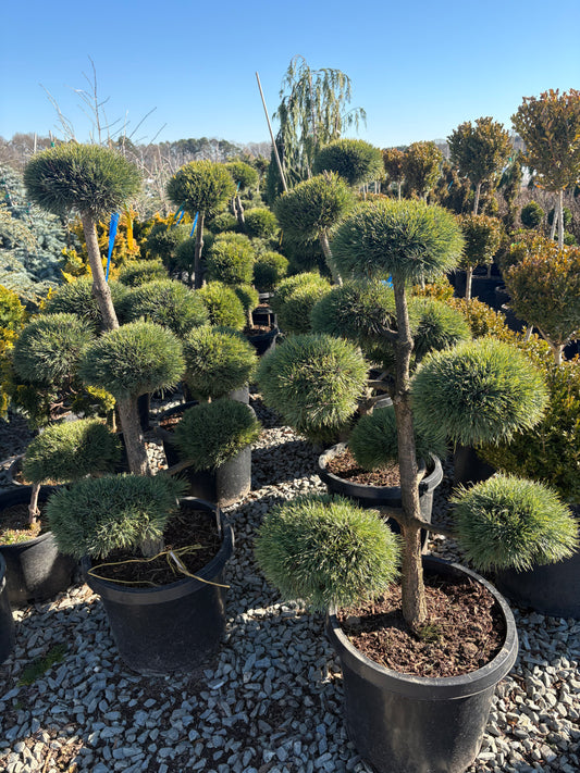 Pinus sylvestris Scotch Pine Scotch Pine Pom Pom 15g