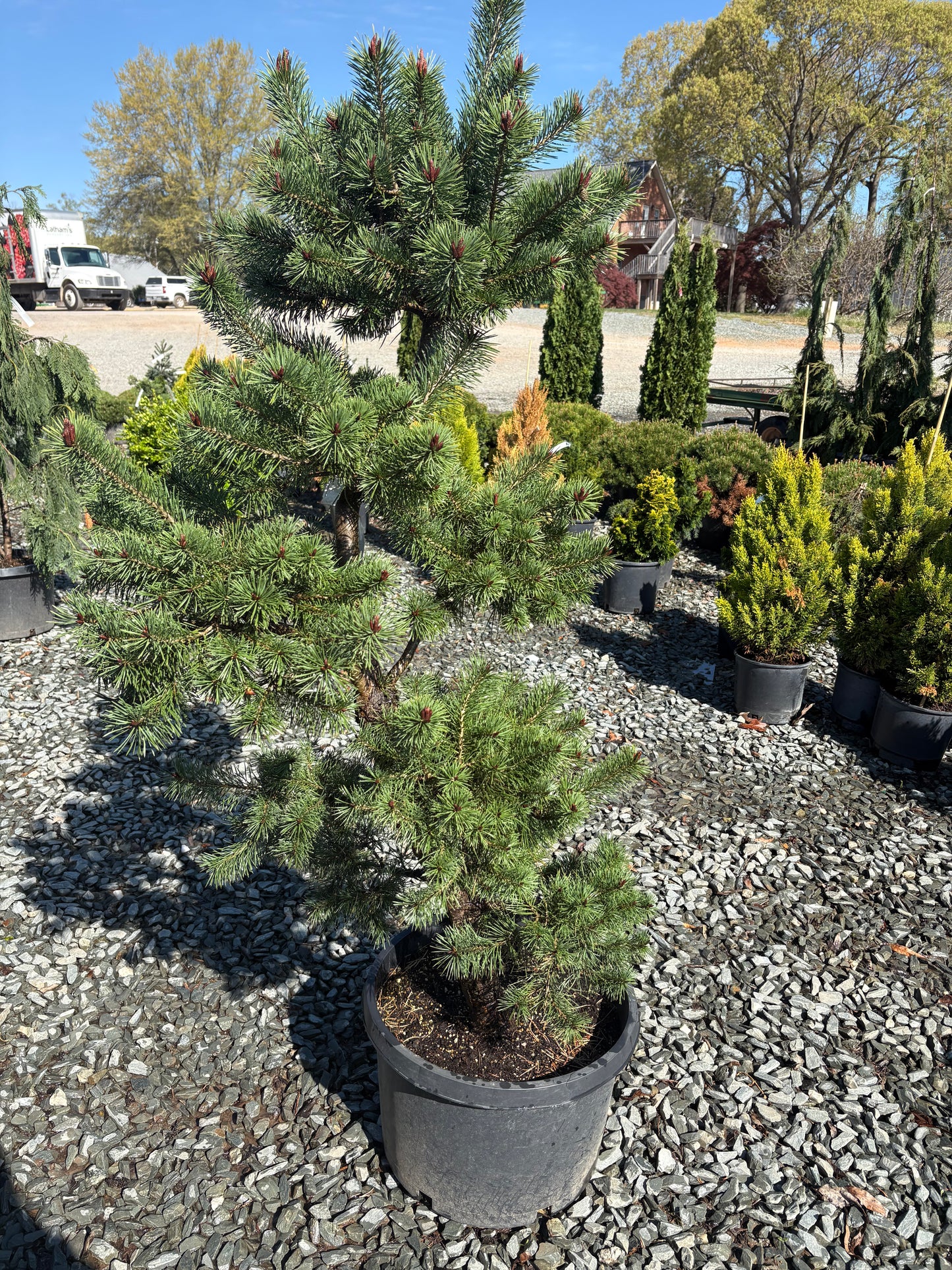 Pinus sylvestris Scotch Pine Scotch Pine Sculptured