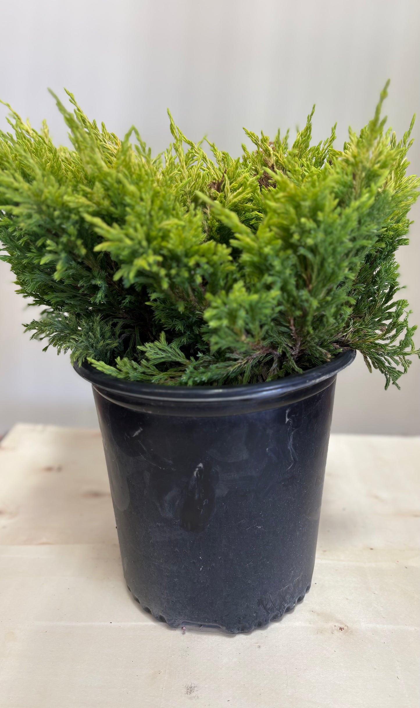 Juniperus horizontalis 'Lime Glow' Lime Glow Juniper 2 Gallon