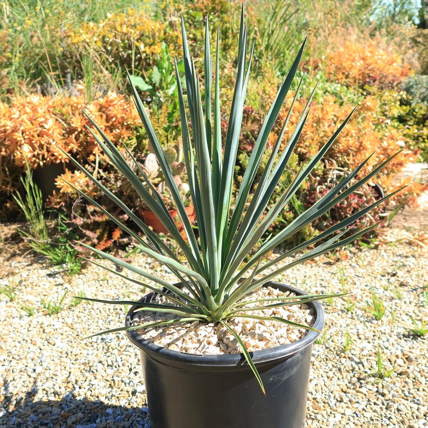 Yucca filamentosa 'Blue Sentry' Blue Sentry Adam's Needle 3g
