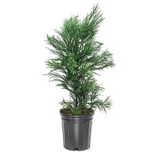 Yoshino Japanese Cedar
