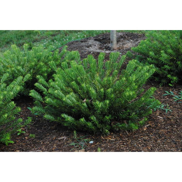 Duke Gardens Japanese Plum Yew 3g
