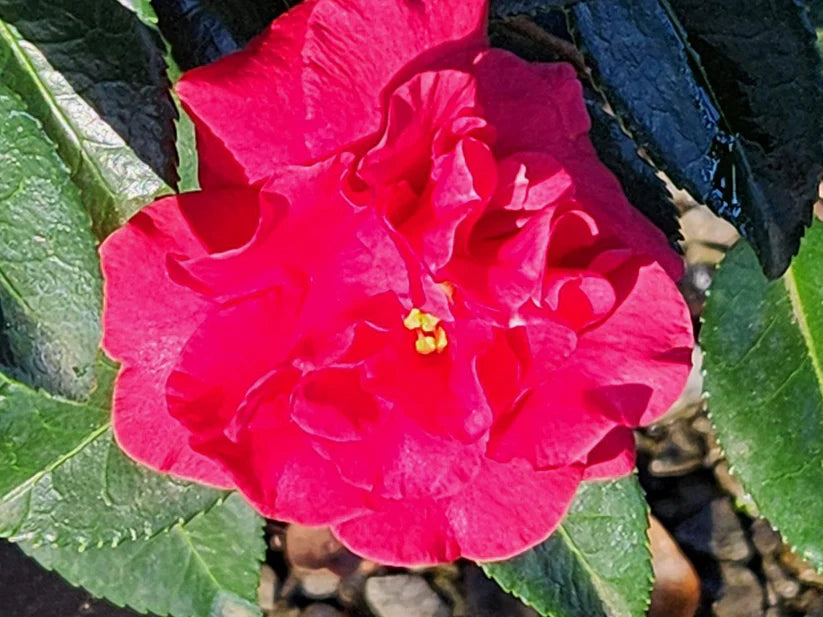 Dragons Blood Camellia