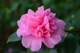 Camellia sasanqua 'Sparkling Burgundy' Sparkling Burgundy Camellia