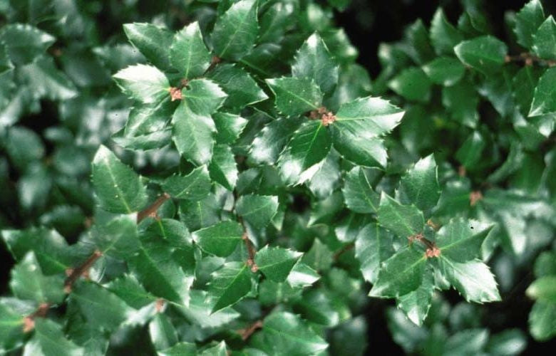 Ilex verticillata 'Jim Dandy' Jim Dandy Winterberry Holly 1 Gallon