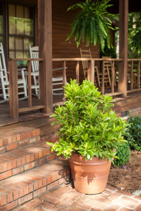 Illicium parviflorum 'PIIIP-I' PP28887 BananAppeal® Anise 3g