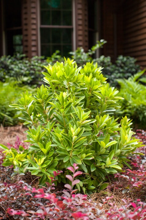 Illicium parviflorum 'PIIIP-I' PP28887 BananAppeal® Anise 3g
