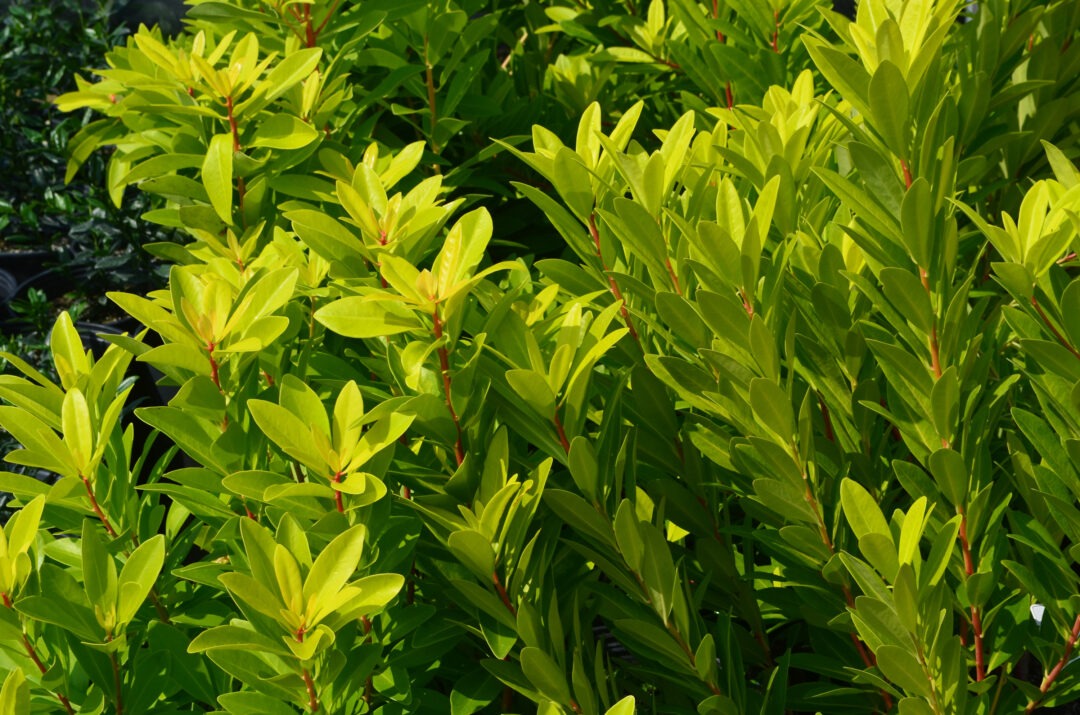 Illicium parviflorum 'PIIIP-I' PP28887 BananAppeal® Anise 3g