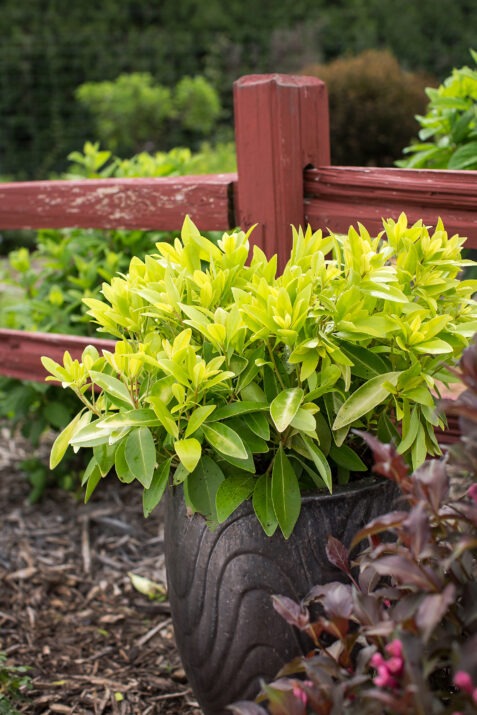 Illicium parviflorum 'PIIIP-I' PP28887 BananAppeal® Anise 3g