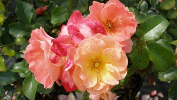 Rosa 'Meiggili' PP18542 Peach Drift® Rose 3 Gallon