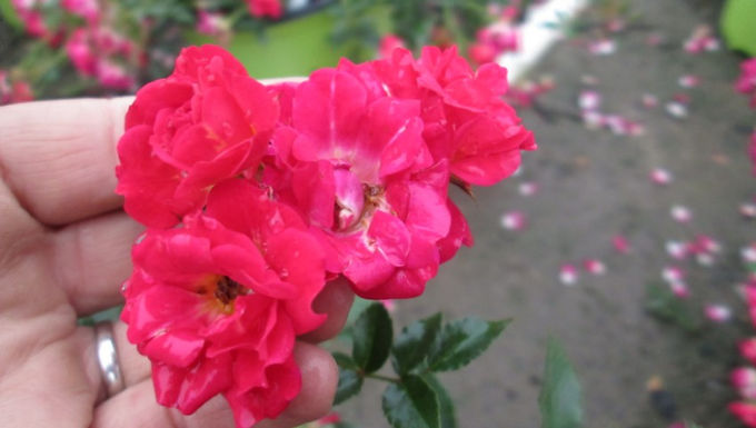 Rosa 'Meigalpio' PP17877 Red Drift® Rose 3 Gallon