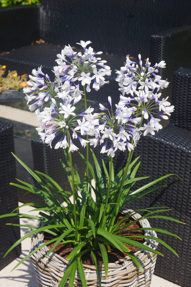 Agapanthus x ‘AMBIC001’ PP25519 Indigo Frost™ Agapanthus 1 Gallon